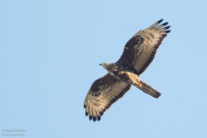 A Honey Buzzard (Pernis apivorus) is flying over the Antikythira island, Greece in sunset light